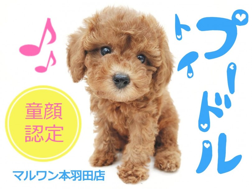 【 トイプードル 】童顔認定！？円らな瞳に胸キュン必至な幼顔トイプー登場！
