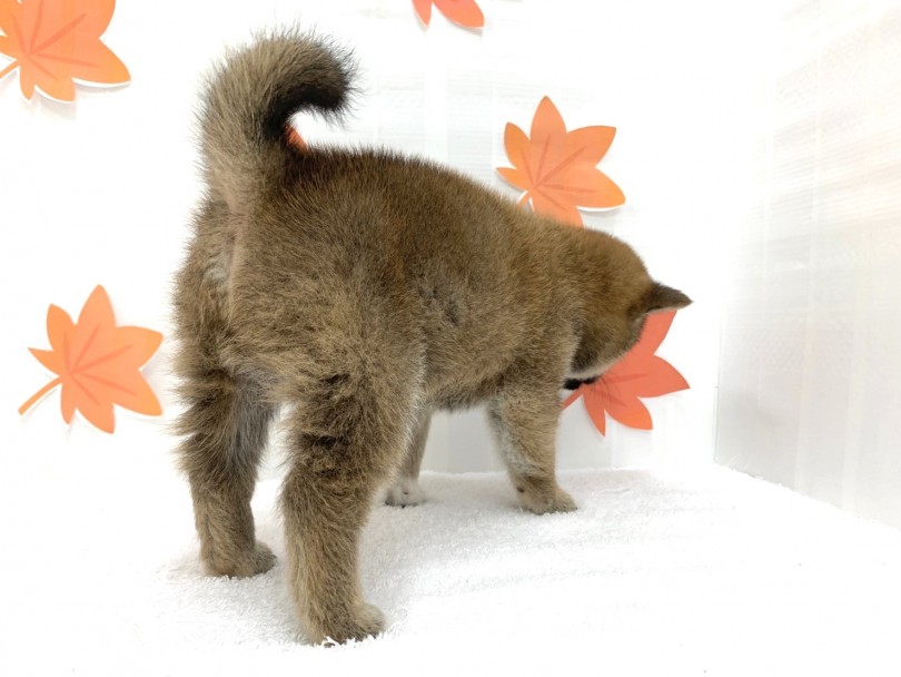 尻尾の巻き加減はこれからのお楽しみ！ | 柴犬 （713735） - 鶴見店