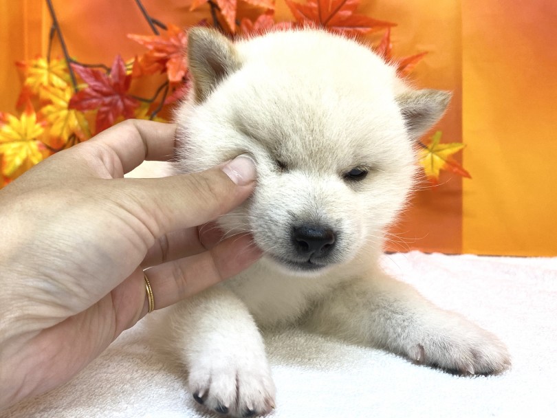 白柴ちゃんとの具体的な生活スタイルは私に聞いて！ | 柴犬 （6130966） - 大倉山店