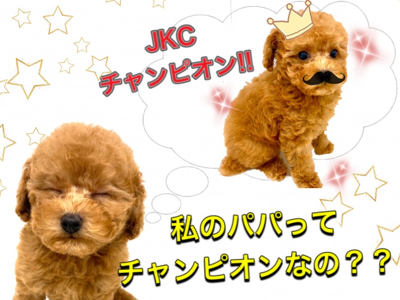 パパはJKCチャンピオン！ | トイ・プードル （150111） - 東川口店