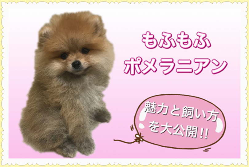 【 ポメラニアン 】みんなのアイドル間違いなし！その魅力と飼い方を大公開！