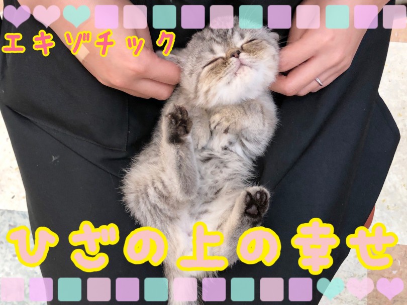 【 エキゾチック 】ひざの上の幸せ！最高の膝乗り猫エキゾチック