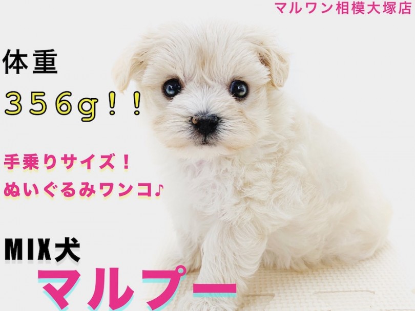 【 MIX 】驚愕！生後49日で体重356g！ティーカップサイズの手乗りマルプー