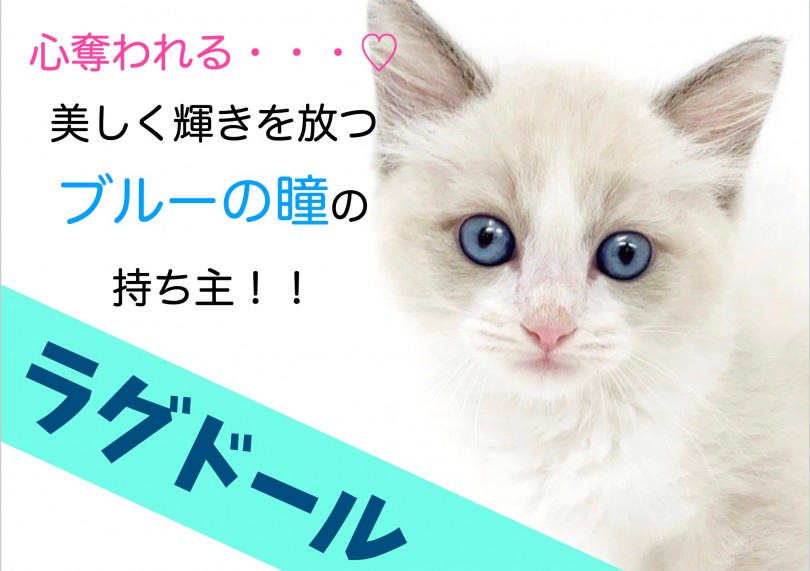 【 ラグドール 】心奪われる…美しく輝きを放つブルーの瞳の持ち主！！