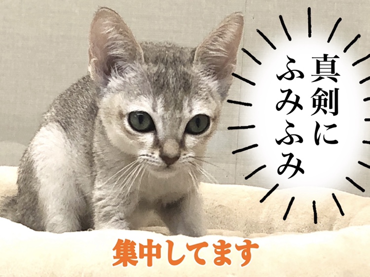 お店のシンガプーラちゃんを実際に抱っこしてみてくださいね！ | シンガプーラ （150127） - 東川口店