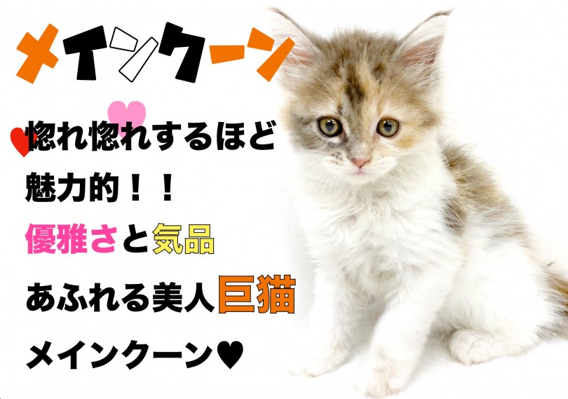 【 メインクーン 】惚れ惚れするほど魅力的！！優雅さと気品あふれる美人巨猫！