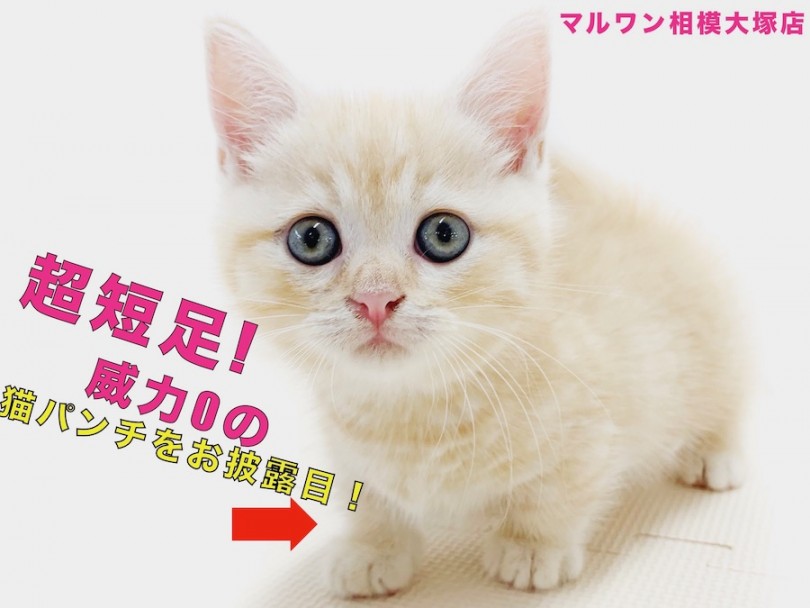 【 マンチカン 】パンチの威力は0でも可愛さの破壊力100！魅力たっぷり短足猫！