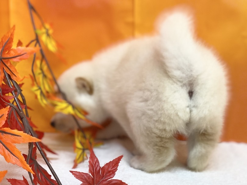 体が丸いってことは・・・プリップリに弾ける桃尻♡ | 柴犬 （6130966） - 大倉山店