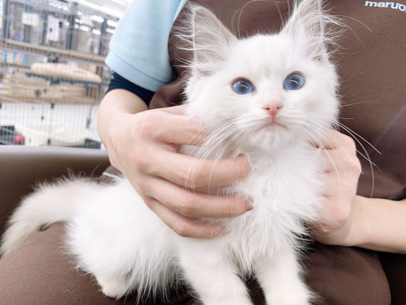 抱っこ大好き甘えん坊さん！飼い主様と上手に会話できます！ | ラグドール （150129） - 東川口店