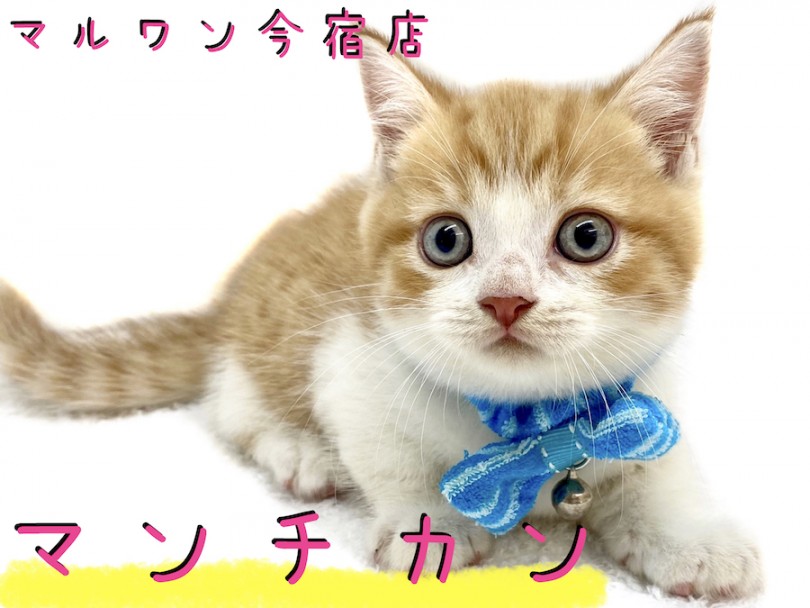 【 マンチカン 】超短足！丸顔甘えん坊！アニメキャラにも負けない可愛さをお届け！