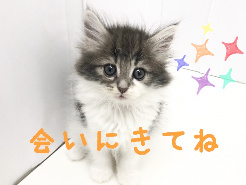 ノルちゃんとお待ちしております♪ | ノルウェージャンフォレストキャット （150120） - 東川口店
