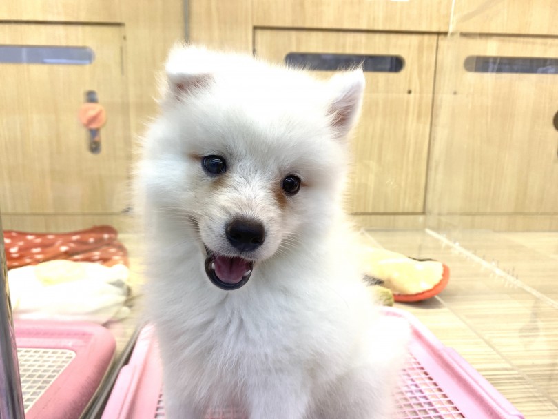 スピッツはとても賢い犬種 | スピッツ （6130960） - 大倉山店