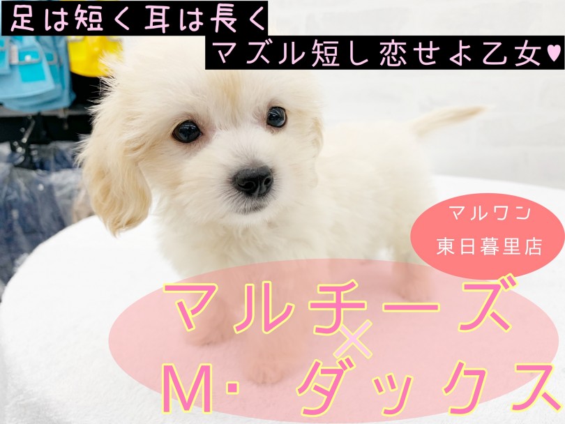 【 MIX 】ひそかに注目の超ハイブリッドMIX！愛嬌たっぷりのマルックス