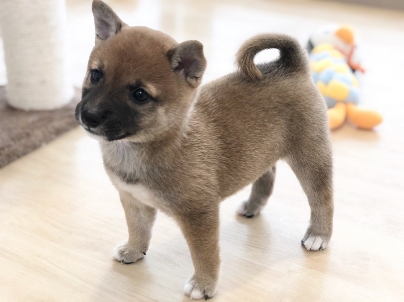 パピー期の柴犬はまん丸ムッチリ | 豆柴 （311960） - 港北ニュータウン店