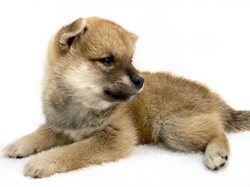一番好きなお顔の角度 | 柴犬 （120312） - 今宿店