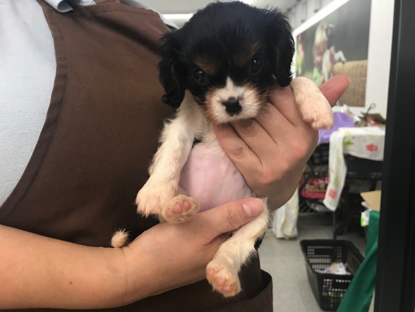 キャバリアは社交性もあり、穏やかで優しい性格 | キャバリア・キングチャールズ・スパニエル （117287） - 鎌ヶ谷店