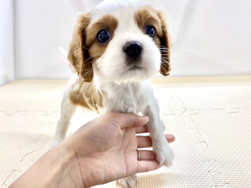 どこを触れても大喜びの温和なキャバちゃん | キャバリア・キングチャールズ・スパニエル （118501） - 城山店