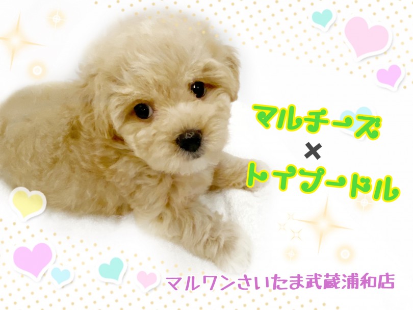 【 MIX・マルプー 】初めて飼うワンコにオススメ！表情豊かなマルプーくん！