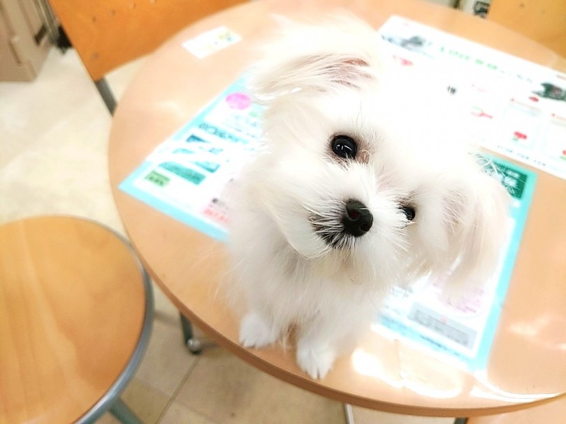 マルちゃんはすっかりお手入れマスター！ | マルチーズ （130219） - 高井戸店