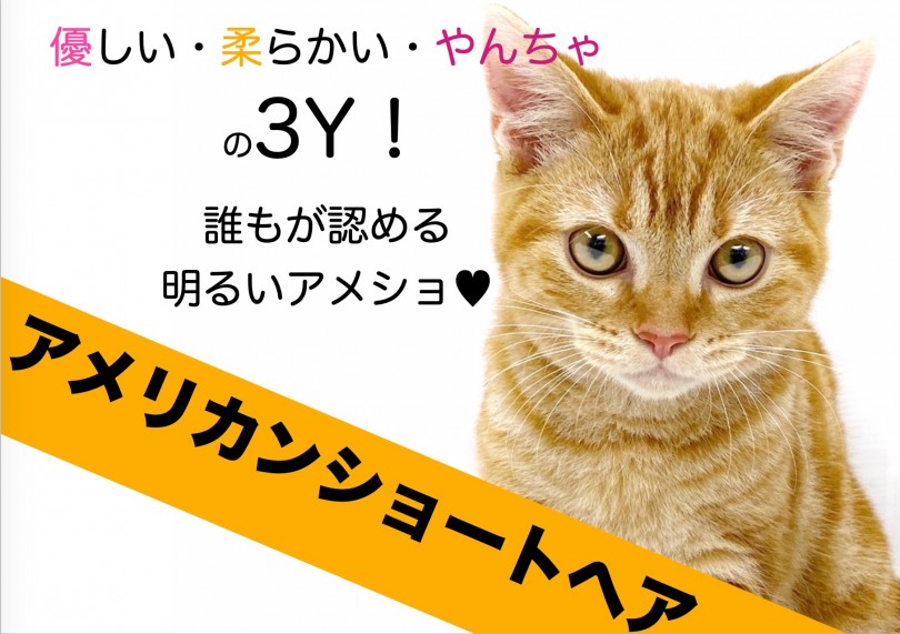 【 アメリカンショートヘア 】優しい・柔らかい・陽気の3Y！誰もが認める明るさ！
