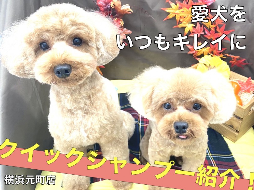 【 元町トリミング 】愛犬には常にキレイでいて欲しい。わんちゃんの飼主様必見！