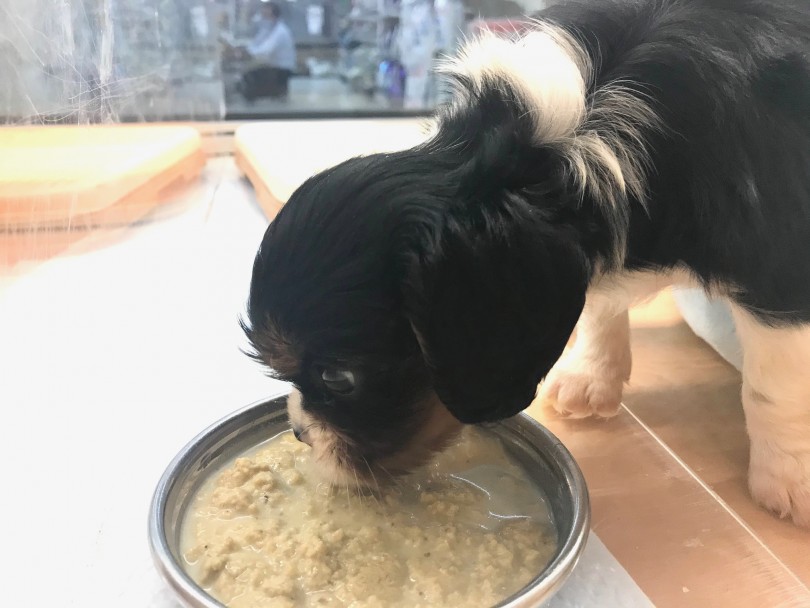 初めてワンちゃんとの生活を始める方や、お子さんのいる家庭でもオススメできる犬種です！ | キャバリア・キングチャールズ・スパニエル （117287） - 鎌ヶ谷店