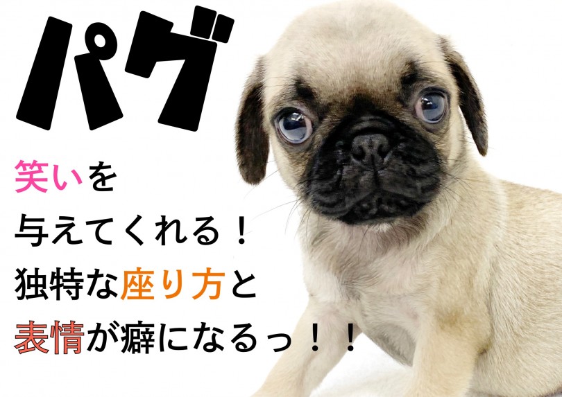【 パグ 】笑いを与えてくれる！独特な座り方と表情が癖になるっ！！