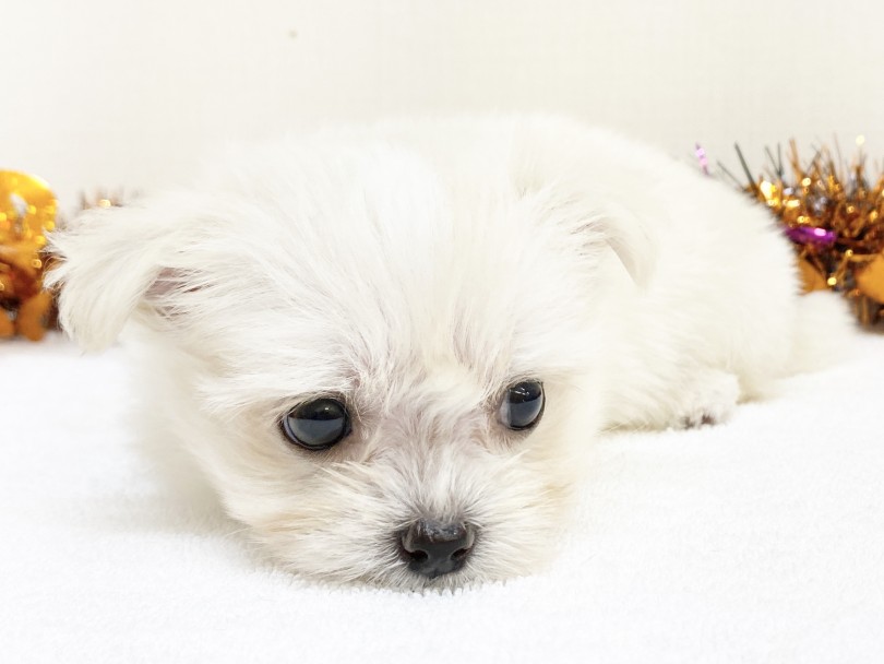 MIX犬なので将来はどんな容姿になるのかは未知数 | MIX マルポメ （6130974） - 大倉山店