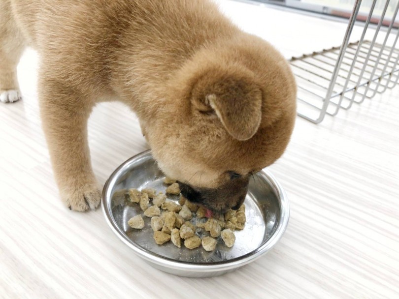 小さいからだですが、豆柴ちゃんは食欲はバッチリです♡ | 豆柴 （512691） - 本羽田店