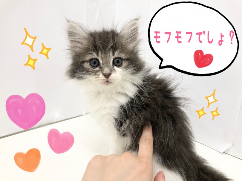 愛嬌抜群！人懐っこい性格！ | ノルウェージャンフォレストキャット （150120） - 東川口店