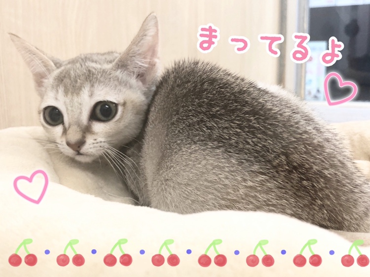シンガプーラちゃんに会いに来てください！ | シンガプーラ （150127） - 東川口店