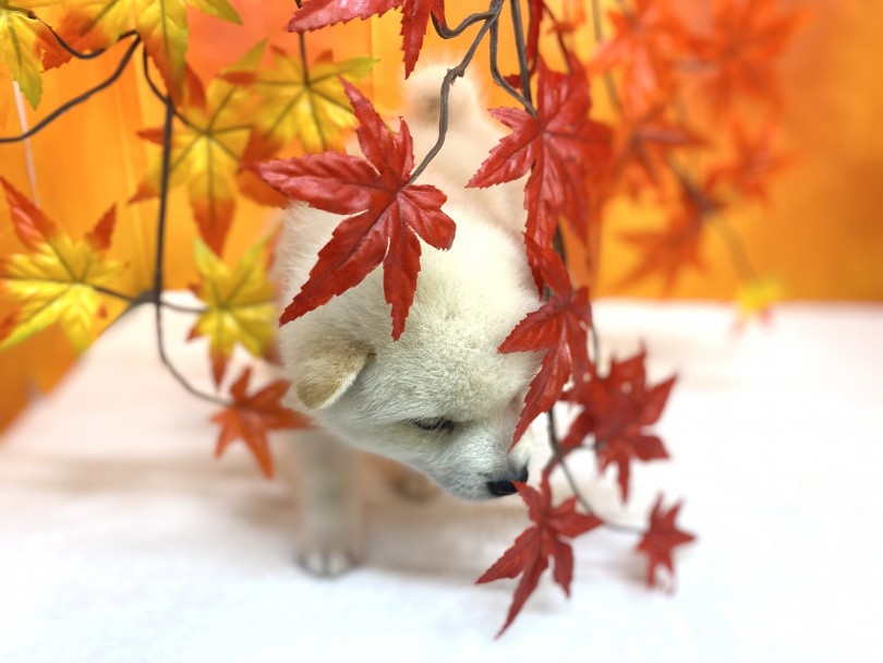 月見団子みたいな白柴ちゃん | 柴犬 （6130966） - 大倉山店