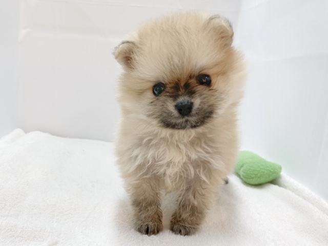 容姿だけにとどまらず、性格や行動まで可愛いポメちゃん！！ | ポメラニアン （412933） - さいたま 武蔵浦和店