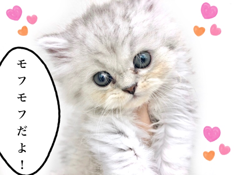 猫の王様ペルシャ特有のゴージャスな被毛！ | ペルシャ （150128） - 東川口店