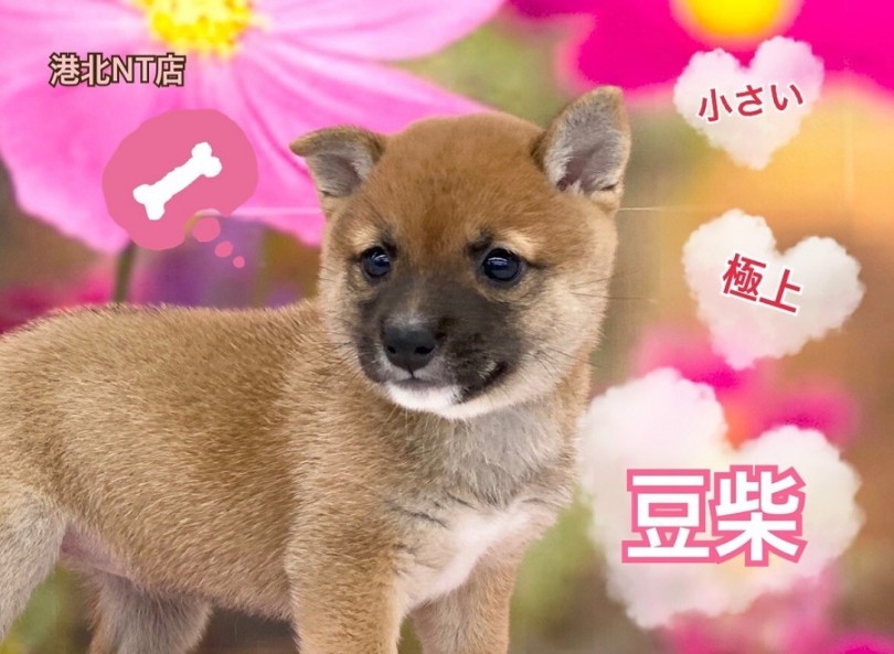 【 豆柴 】小さめ・赤柴・女の子！極上豆柴が港北NT店に登場！