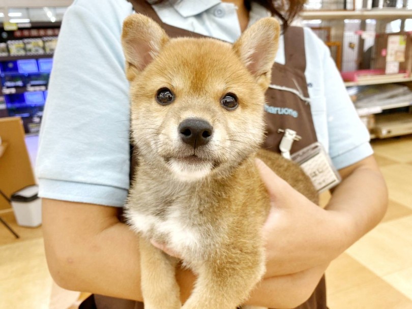 尻尾をブンブン振り回す！人が大好きな性格なんです！ | 柴犬 （116487） - 下丸子店