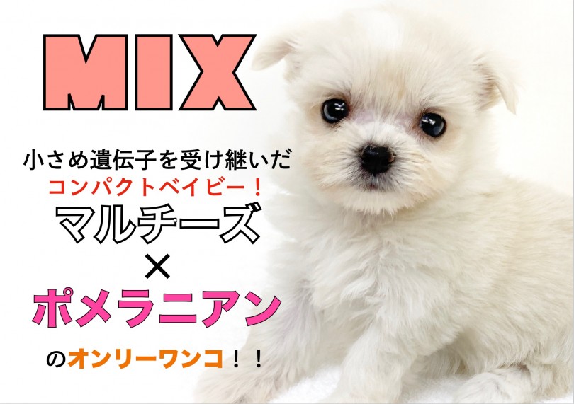 【 MIX 】小さめ遺伝子を受け継いだマルチーズ×ポメラニアンのオンリーワンコ！