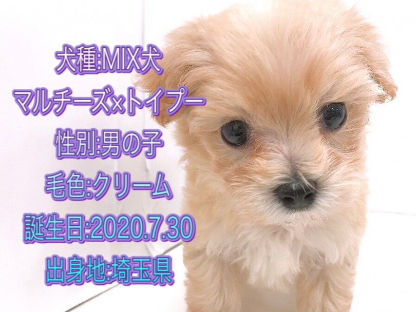 世界に一匹だけのマルプーちゃん | MIX マルプー （150130） - 東川口店