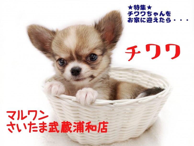 【 チワワ 】お家に小さなチワワちゃんを迎えたら気を付けたいコト！