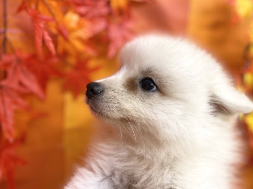 子犬ちゃんながらにスッと鼻筋の通った長めのマズル | スピッツ （6130960） - 大倉山店