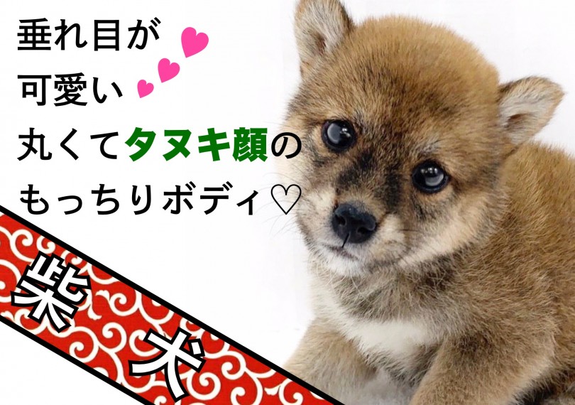 【 赤柴 】あれ？ちょっと困ってる？垂れ目が可愛いタヌキ顔のもっちりボディ！