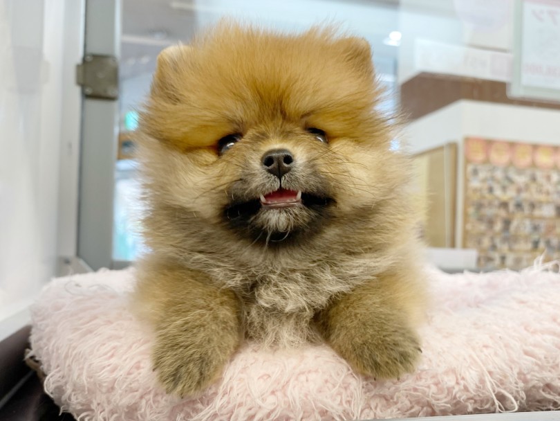 超小型犬で成犬時予想体重1.5～3kg プレミアムな小さめサイズ | ポメラニアン （116481） - 下丸子店
