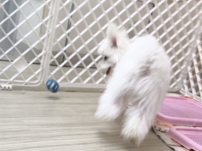 写真のブレブレな感じから躍動感を感じてください（笑） | マルチーズ （713715） - 鶴見店