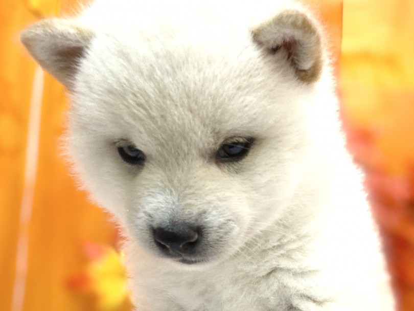 タレ目で二重まぶたが超絶可愛い♡ | 柴犬 （6130966） - 大倉山店