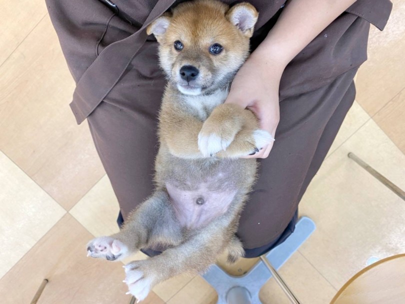 従順で人が大好きな育てやすい性格は初めて柴犬を迎える方も安心！お迎え後のサポートも充実！ | 柴犬 （116487） - 下丸子店