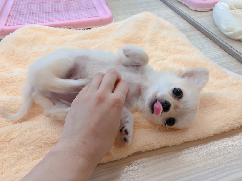 チワワは意外とビビリな子や環境の変化に敏感な子が多いのですが・・・この子は環境慣れ抜群！ | チワワ （6130958） - 大倉山店