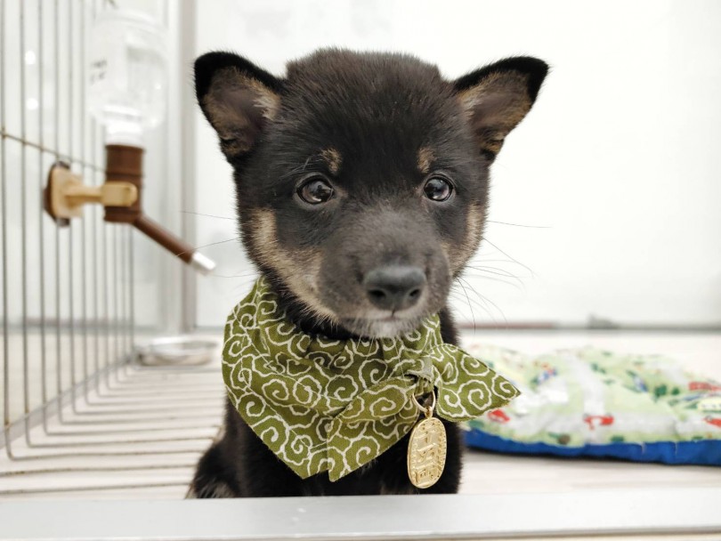 柴犬の約半分くらいの大きさで抱っこも出来るサイズ | 豆柴 柴犬 （512688） - 本羽田店