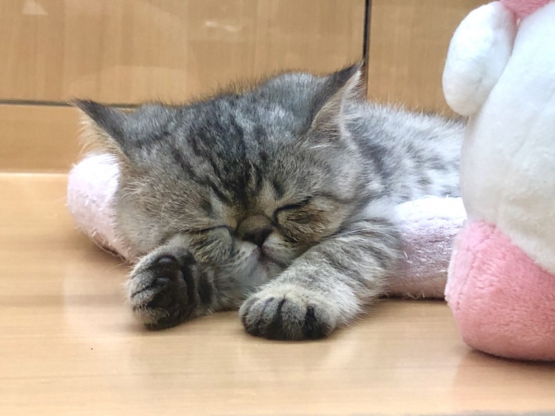 気持ちよさそうにお昼寝中です | エキゾチック （118503） - 城山店