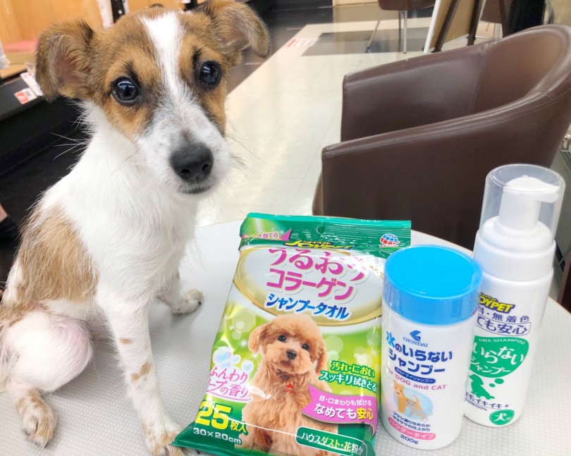 お利口さんな性格なのでシャンプーもブローもとってもやりやすい！ | ジャックラッセルテリア （914564） - 志村坂下店