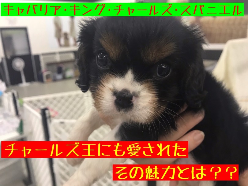 【 キャバリア 】王様にも愛された！優しい性格と可愛さ全開のおっとりガール降臨！